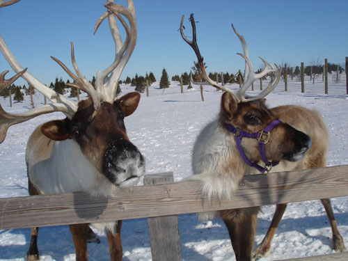 Hardy's Reindeer Ranch - Choose and cut Christmas trees, 